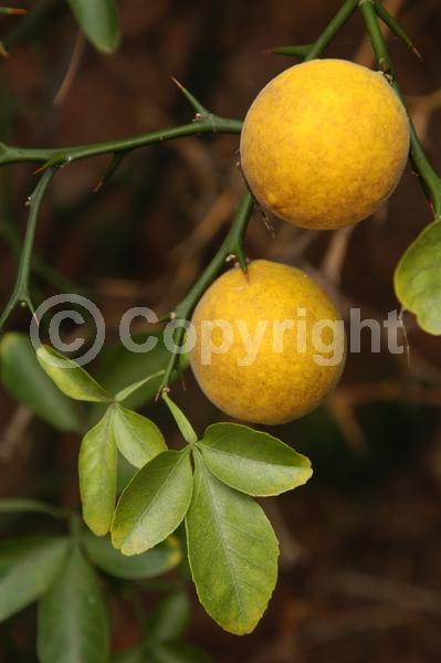 Deciduous; Broadleaf