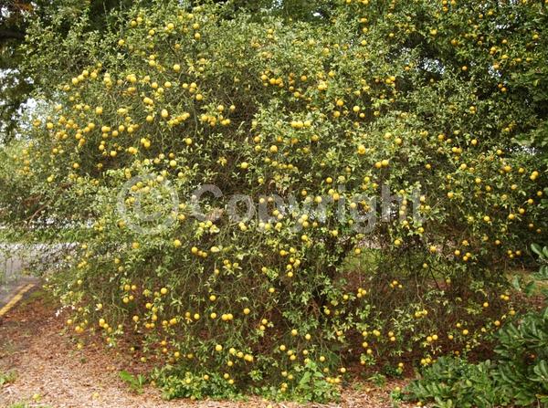 Deciduous; Broadleaf