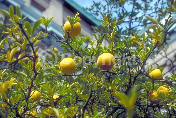 Deciduous; Broadleaf