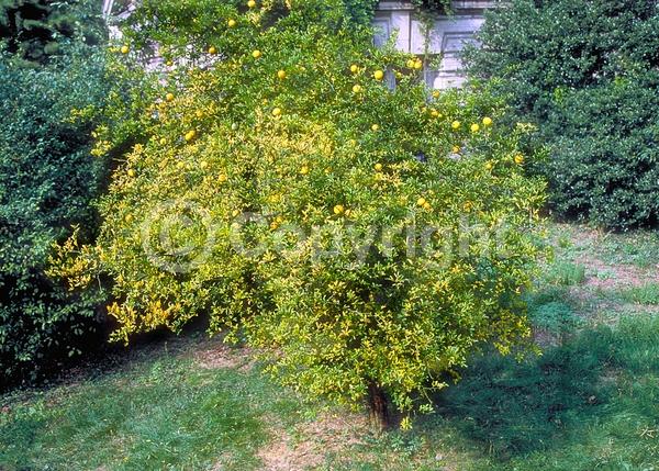 Deciduous; Broadleaf