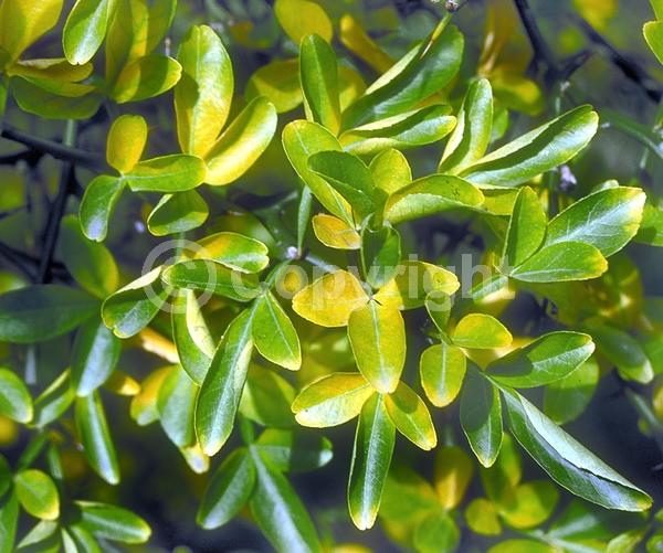 Deciduous; Broadleaf