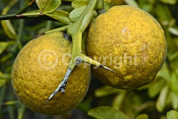 Deciduous; Broadleaf