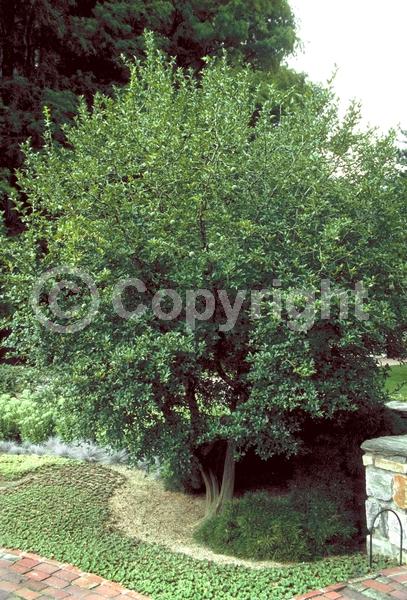 Deciduous; Broadleaf