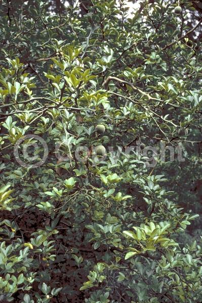 Deciduous; Broadleaf