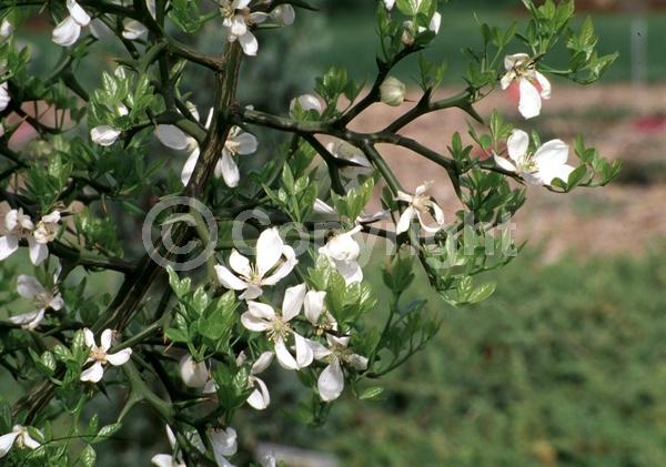 Deciduous; Broadleaf