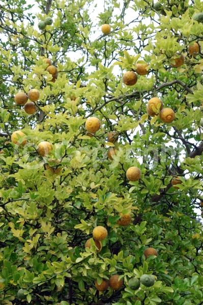 Deciduous; Broadleaf