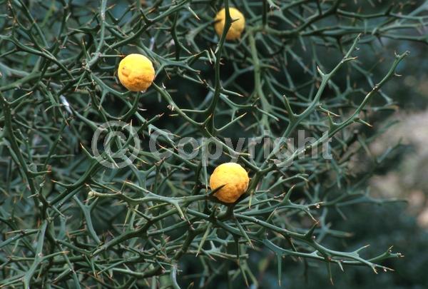 Deciduous; Broadleaf