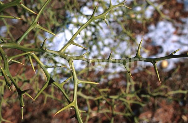 Deciduous; Broadleaf