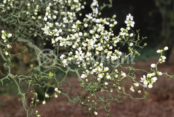 Deciduous; Broadleaf