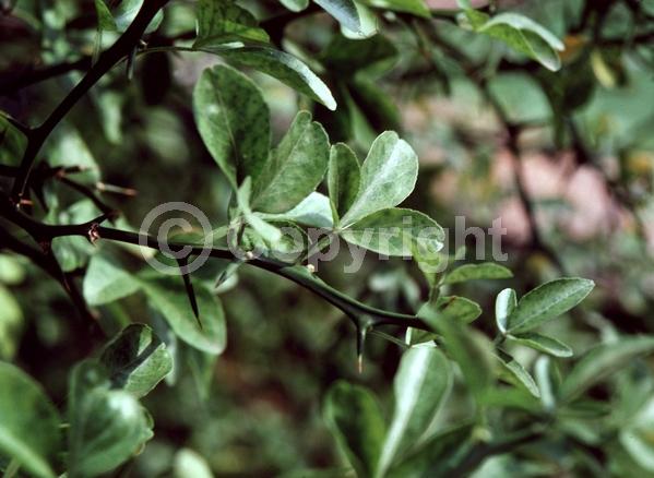 Deciduous; Broadleaf