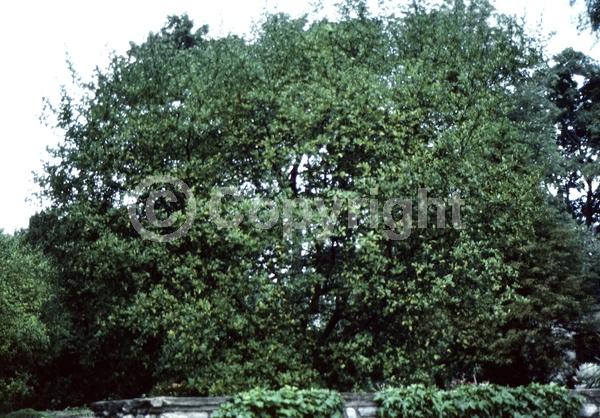 Deciduous; Broadleaf