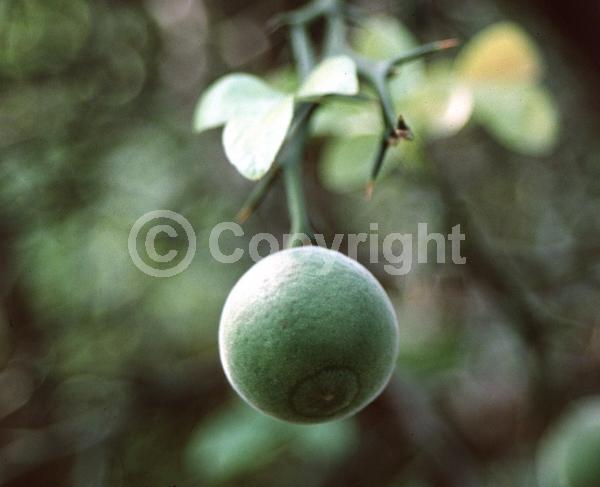 Deciduous; Broadleaf