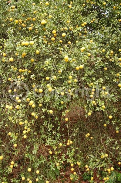 Deciduous; Broadleaf