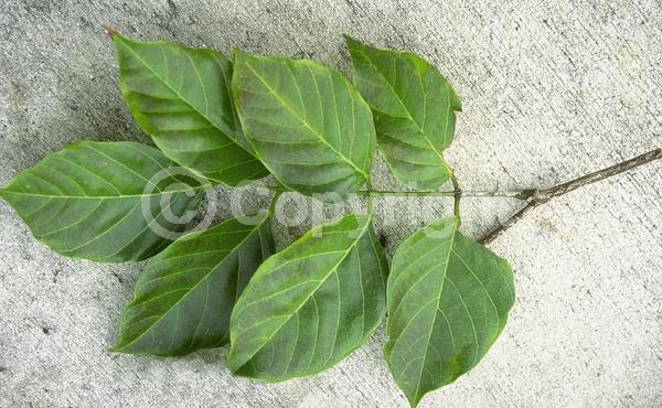 White blooms; Pink blooms; Lavender blooms; Evergreen; Needles or needle-like leaf