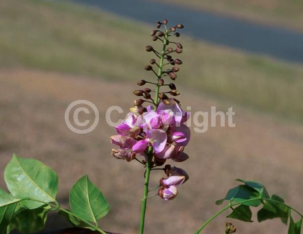 White blooms; Pink blooms; Lavender blooms; Evergreen; Needles or needle-like leaf