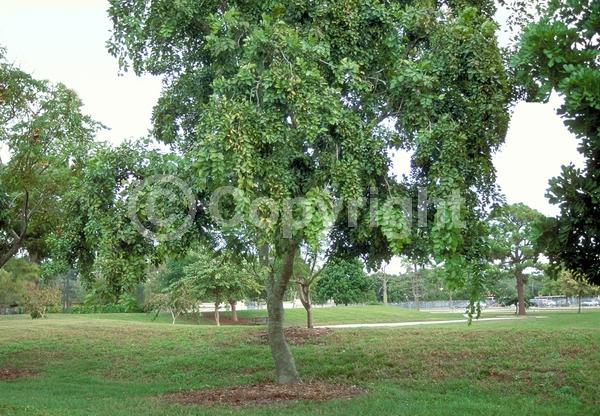 White blooms; Pink blooms; Lavender blooms; Evergreen; Needles or needle-like leaf