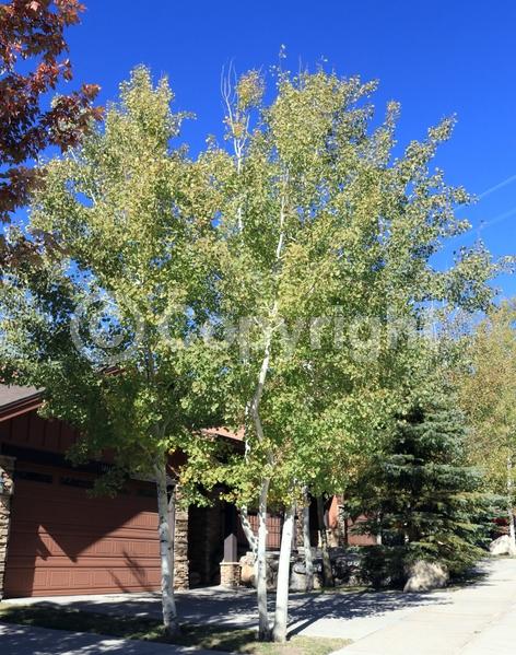 Yellow blooms; Deciduous; Broadleaf; North American Native