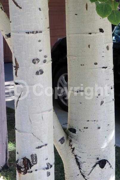 Yellow blooms; Deciduous; Broadleaf; North American Native