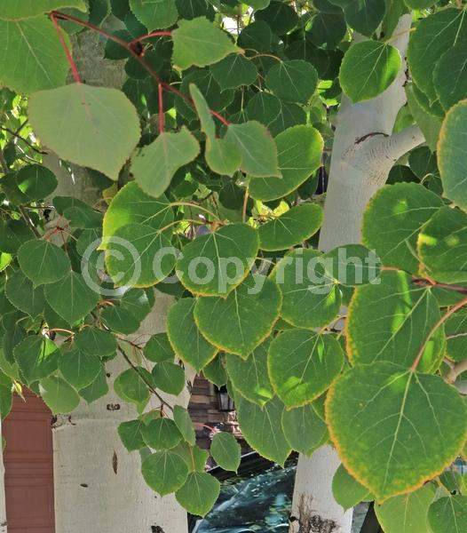 Yellow blooms; Deciduous; Broadleaf; North American Native