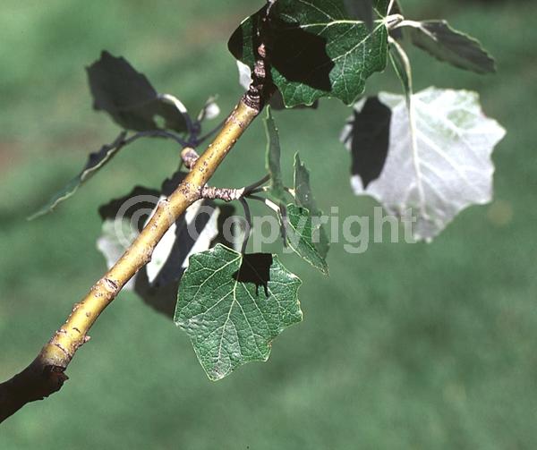 Yellow blooms; Deciduous; Broadleaf