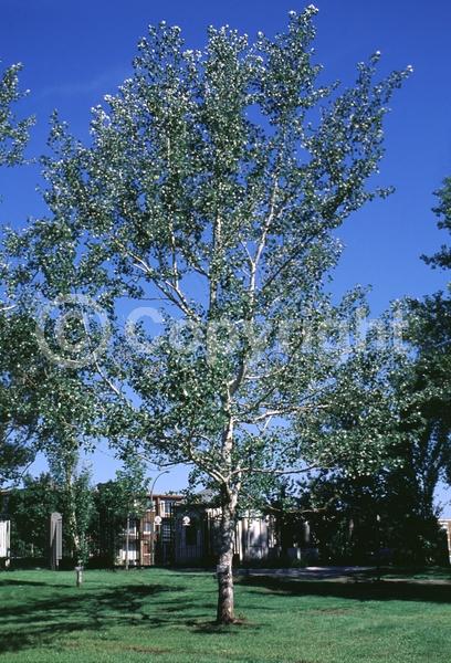 Yellow blooms; Deciduous; Broadleaf