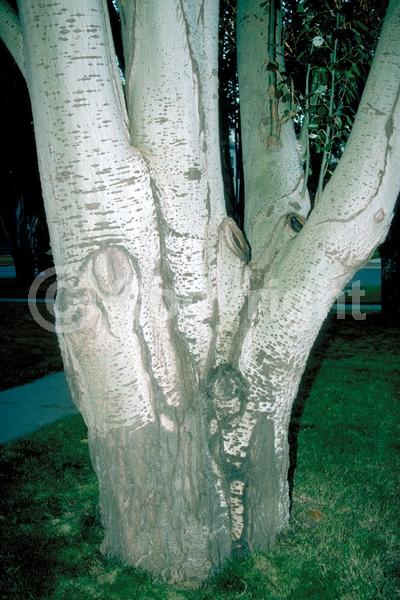 Yellow blooms; Deciduous; Broadleaf