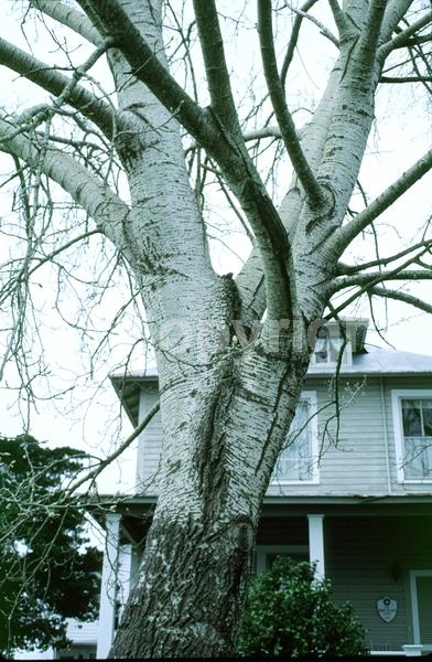 Yellow blooms; Deciduous; Broadleaf