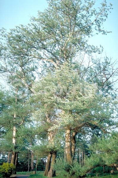 Yellow blooms; Deciduous; Broadleaf