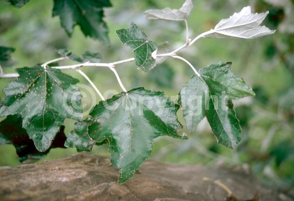 Yellow blooms; Deciduous; Broadleaf