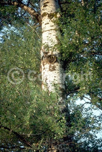 Yellow blooms; Deciduous; Broadleaf