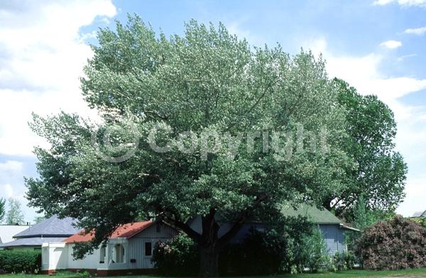 Yellow blooms; Deciduous; Broadleaf