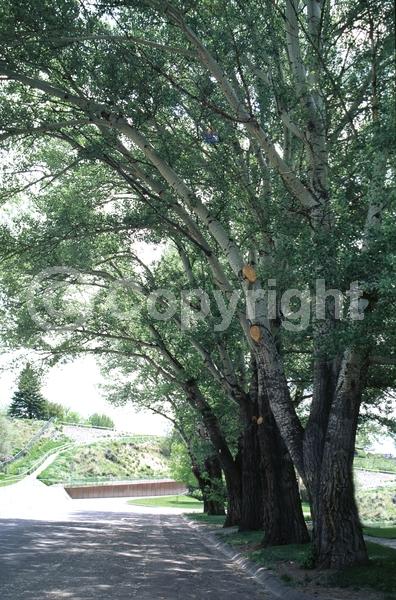 Yellow blooms; Deciduous; Broadleaf