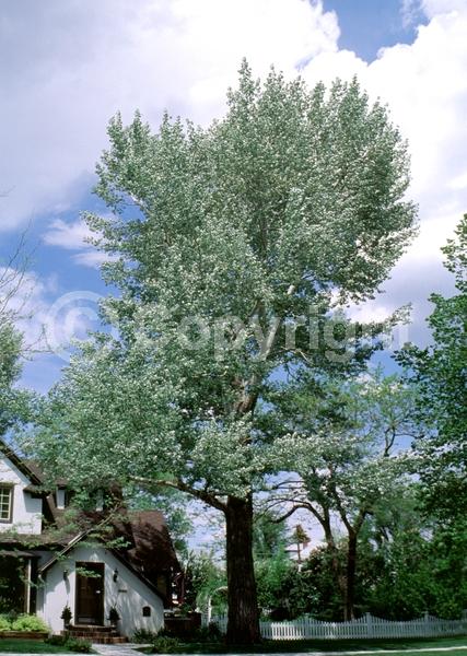 Yellow blooms; Deciduous; Broadleaf