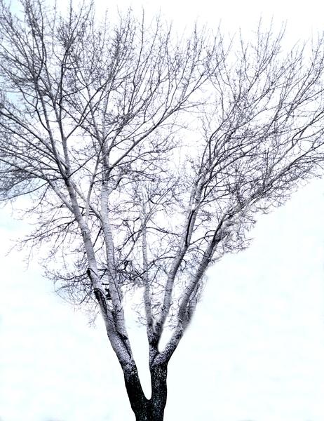 Yellow blooms; Deciduous; Broadleaf