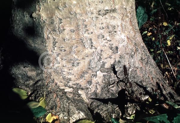 Yellow blooms; Deciduous; Broadleaf