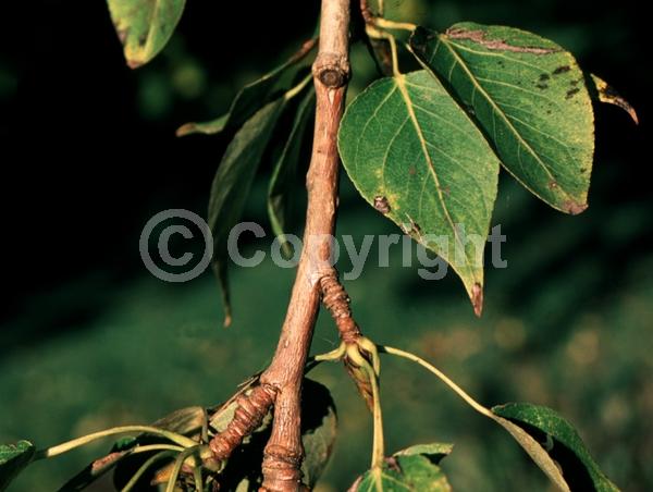 Yellow blooms; Deciduous; Broadleaf