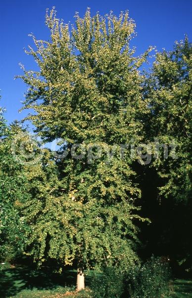 Yellow blooms; Deciduous; Broadleaf