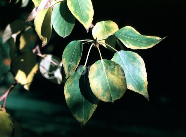 Yellow blooms; Deciduous; Broadleaf
