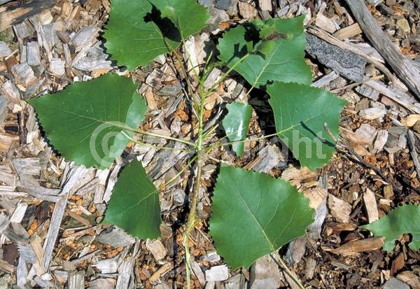 Red blooms; Yellow blooms; Deciduous; Broadleaf; North American Native