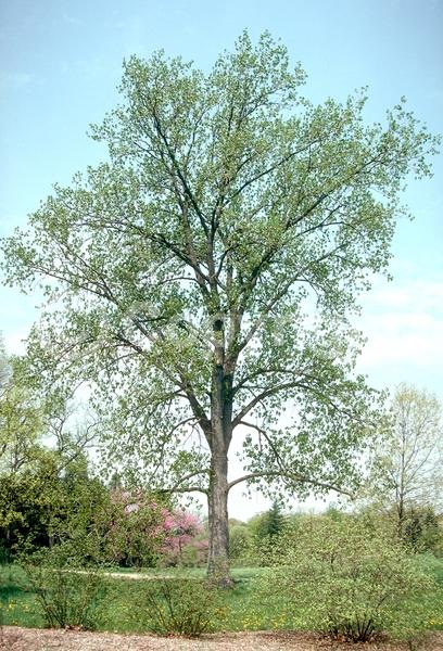 Red blooms; Yellow blooms; Deciduous; Broadleaf; North American Native