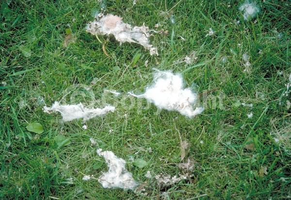 Red blooms; Yellow blooms; Deciduous; Broadleaf; North American Native