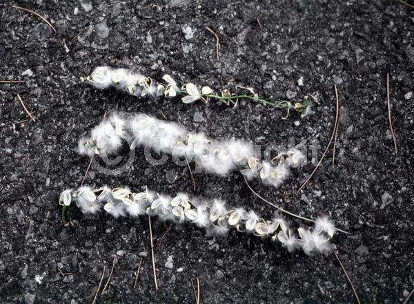 Red blooms; Yellow blooms; Deciduous; Broadleaf; North American Native