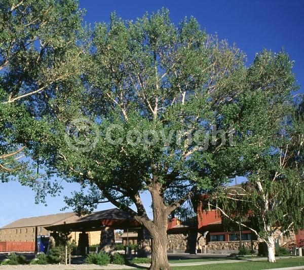 Yellow blooms; Deciduous; Broadleaf; North American Native