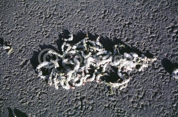 Yellow blooms; Deciduous; Broadleaf; North American Native