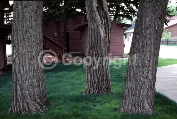 Yellow blooms; Deciduous; Broadleaf; North American Native