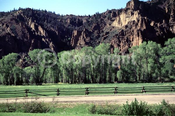 Yellow blooms; Deciduous; Broadleaf; North American Native
