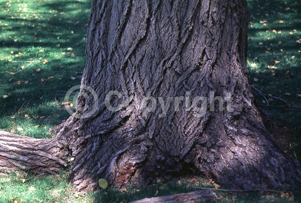 Yellow blooms; Deciduous; Broadleaf