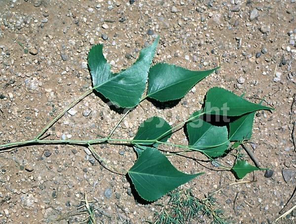 Yellow blooms; Deciduous; Broadleaf