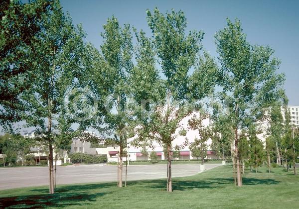 Yellow blooms; Deciduous; Broadleaf; North American Native