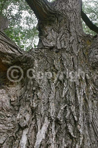Yellow blooms; Deciduous; Broadleaf; North American Native